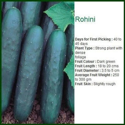 ROHINI CUCUMBER (CORTEZ UNBL) - रोहिणी