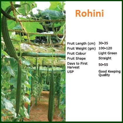 ROHINI RIDGE GOURD SEEDS (रोहिणी तुरई )