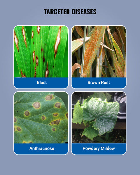 Roko Fungicide