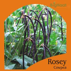 ROSEY COWPEA-BUSH (RED)(OP)