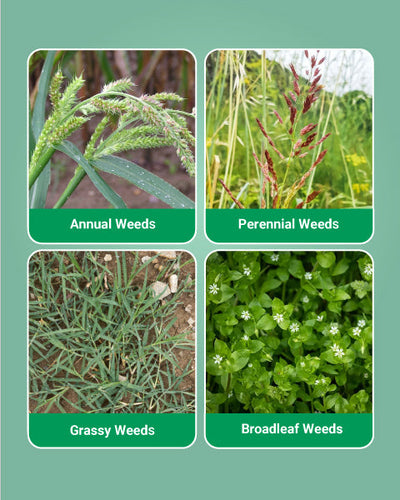 Roundup Herbicide