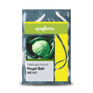 ROYAL BALL CABBAGE (BC 51)