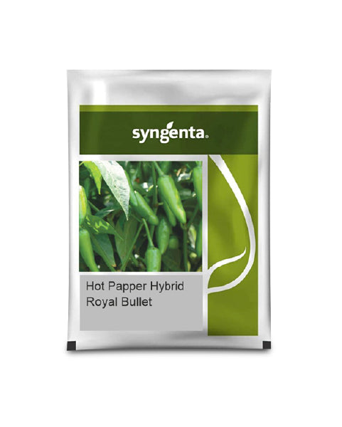 Royal Bullet Chilli Seeds