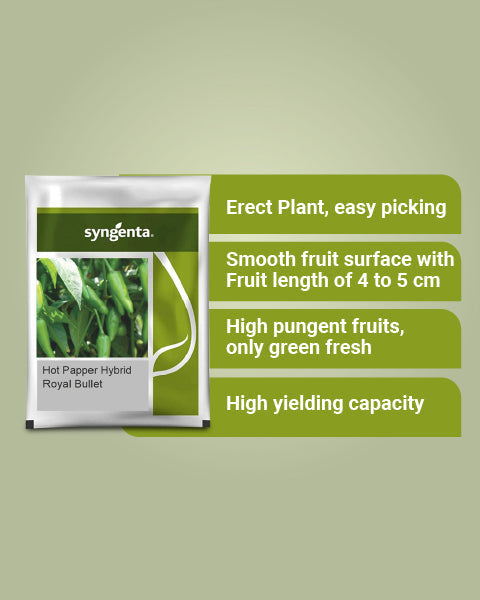 Royal Bullet Chilli Seeds