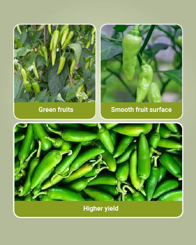 Royal Bullet Chilli Seeds