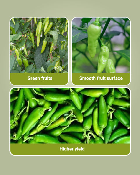 Royal Bullet Chilli Seeds