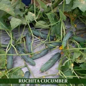 RUCHITA CUCUMBER