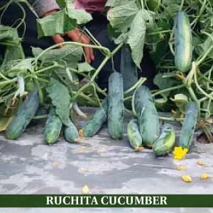 RUCHITA CUCUMBER