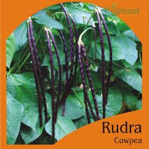 RUDRA COWPEA POLE BEAN (RED) (OP)