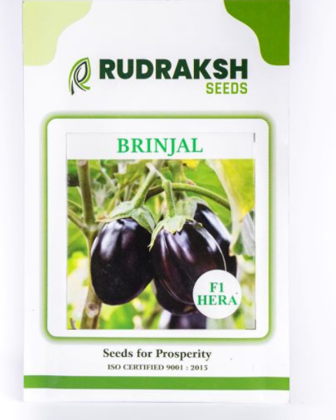 RUDRAKSH BRINJAL F1 HERA