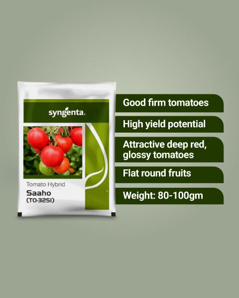 Saaho TO 3251 Tomato Seeds