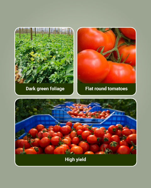 Saaho TO 3251 Tomato Seeds