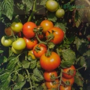 SAAHO TOMATO SEEDS [TO-3251]