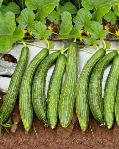 Sagar 007 F1 Cucumber Seeds