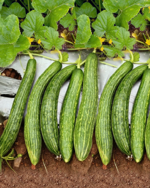 Sagar 007 F1 Cucumber Seeds