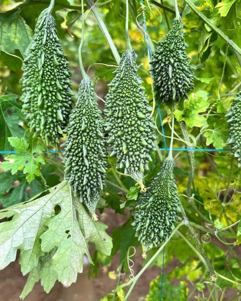 Sagar 305 Bitter Gourd Seeds