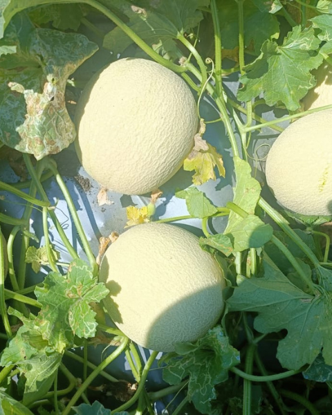 Sagar 403 Muskmelon Seeds