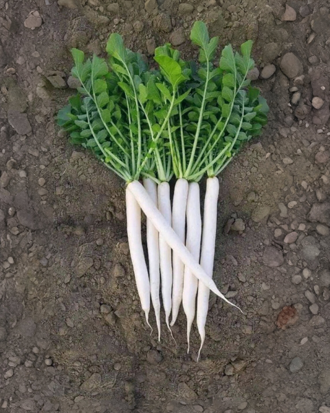 Sagar 47 F1 Radish Seeds