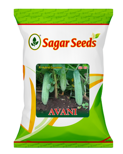 Sagar Avani F1 Cucumber Seeds