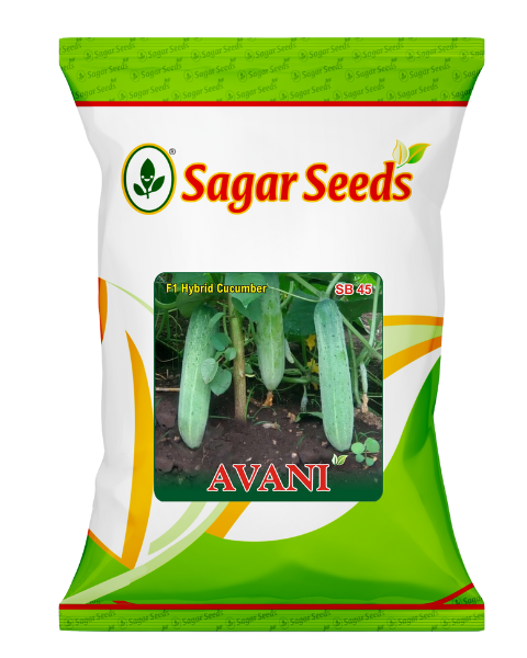 Sagar Avani F1 Cucumber Seeds