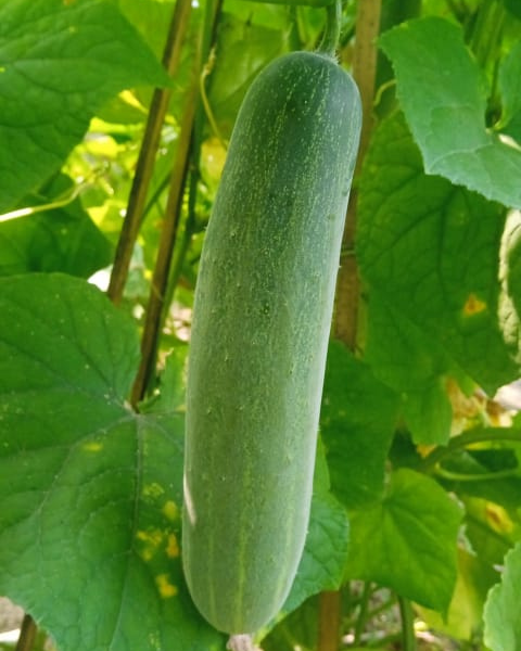 Sagar Avani F1 Cucumber Seeds