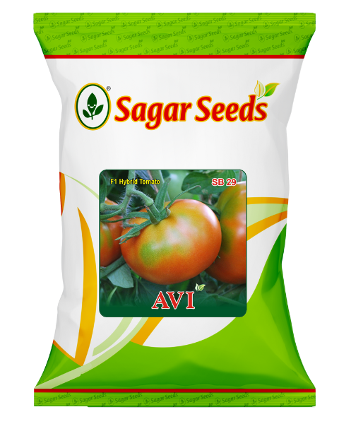 SAGAR AVI F1 TOMATO