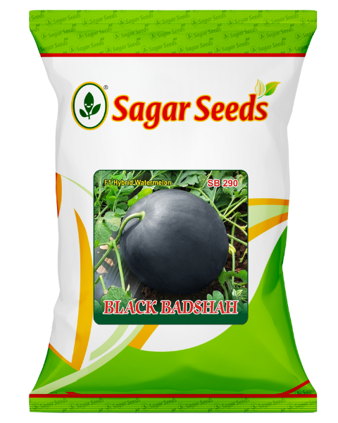 SAGAR BLACK BADSHAH F1 WATERMELON