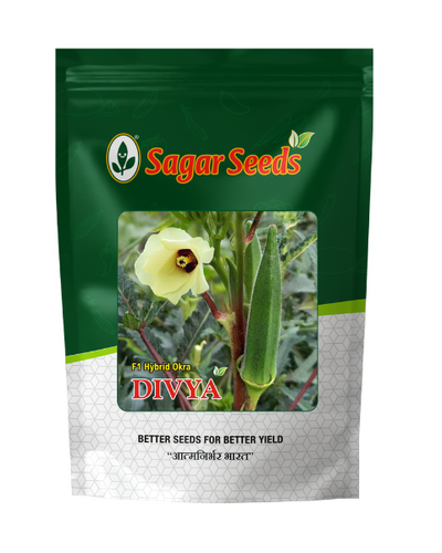 Sagar Divya F1 Okra