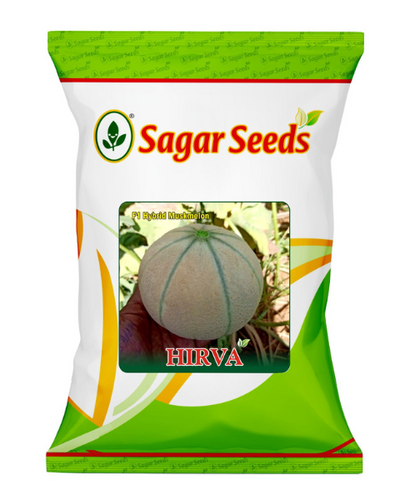 Sagar Hirva F1 Muskmelon Seeds