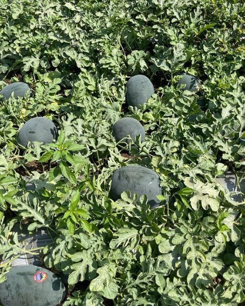 Sagar Karnal F1 Watermelon Seeds