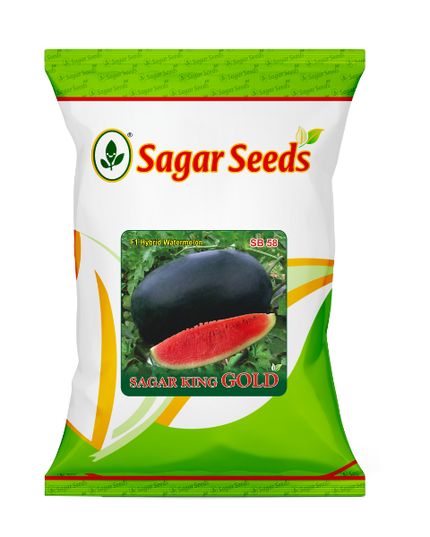 Sagar King Gold F1 Watermelon