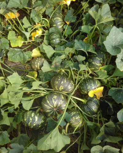 Sagar Laksh F1 Pumpkin Seeds