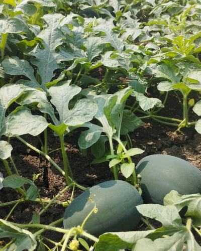 Sagar Magnum F1 Watermelon Seeds
