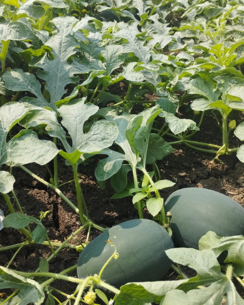 Sagar Magnum F1 Watermelon Seeds