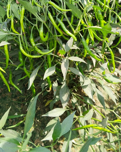 Sagar Mahima 2213 chilli Seeds