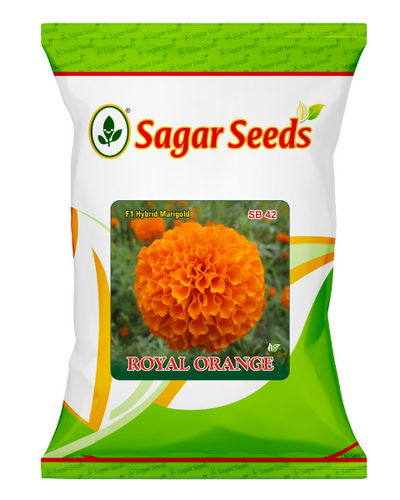 Sagar Royal Orange F1 Marigold