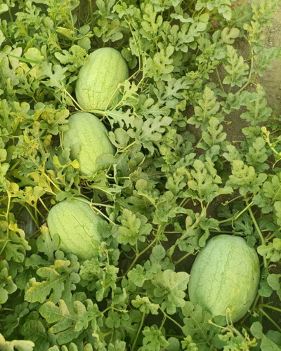 Sagar Sarita watermelon Seeds