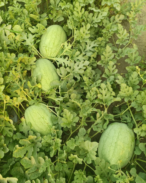 Sagar Sarita watermelon Seeds