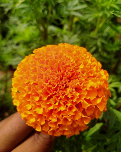 Sagar Satvam F1 Marigold