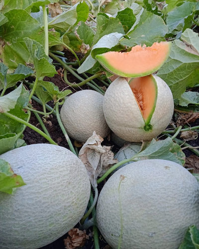 Sagar Shayara F1 Muskmelon Seeds