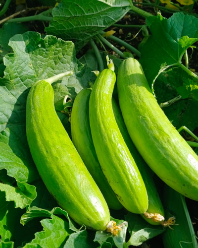 Sagar Shravani F1 Cucumber