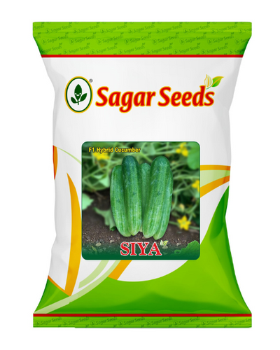 Sagar Siya F1 Cucumber Seeds