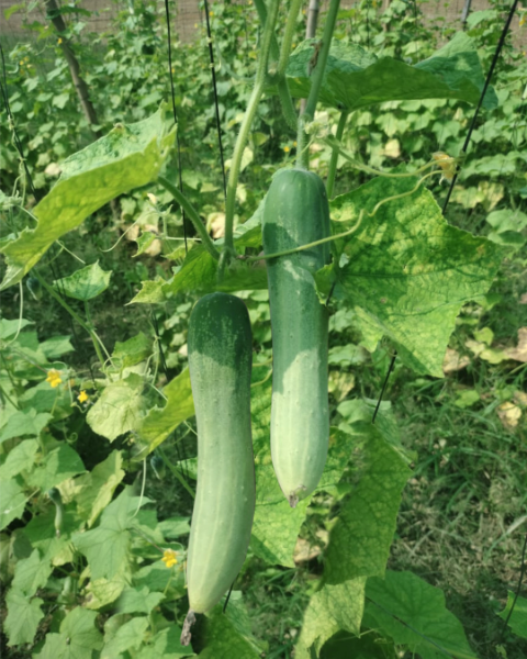 Sagar Siya F1 Cucumber Seeds