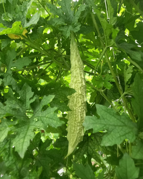 Sagar Sneha 75 F1 Bitter gourd