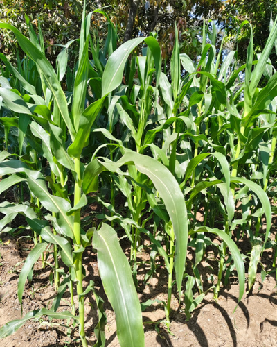 Sagar Sweety F1 Sweetcorn Seeds