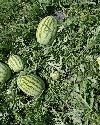 Sagar Turbo F1 Watermelon