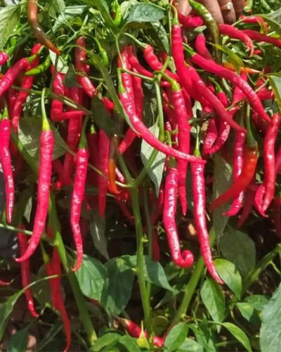 Sagar Vishakha F1 chilli Seeds