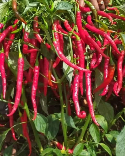 Sagar Vishakha F1 chilli Seeds