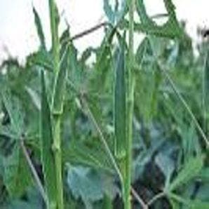 SAHIBA OKRA SEEDS ( साहिबा भिंडी )