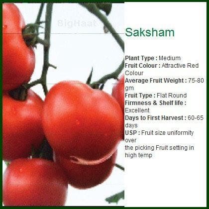 SAKSHAM TOMATO SEEDS